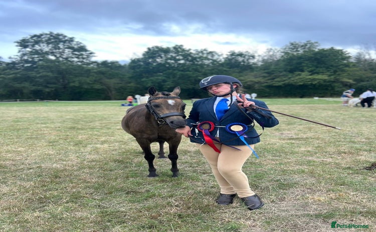 Welsh Section B horses - Advert 1