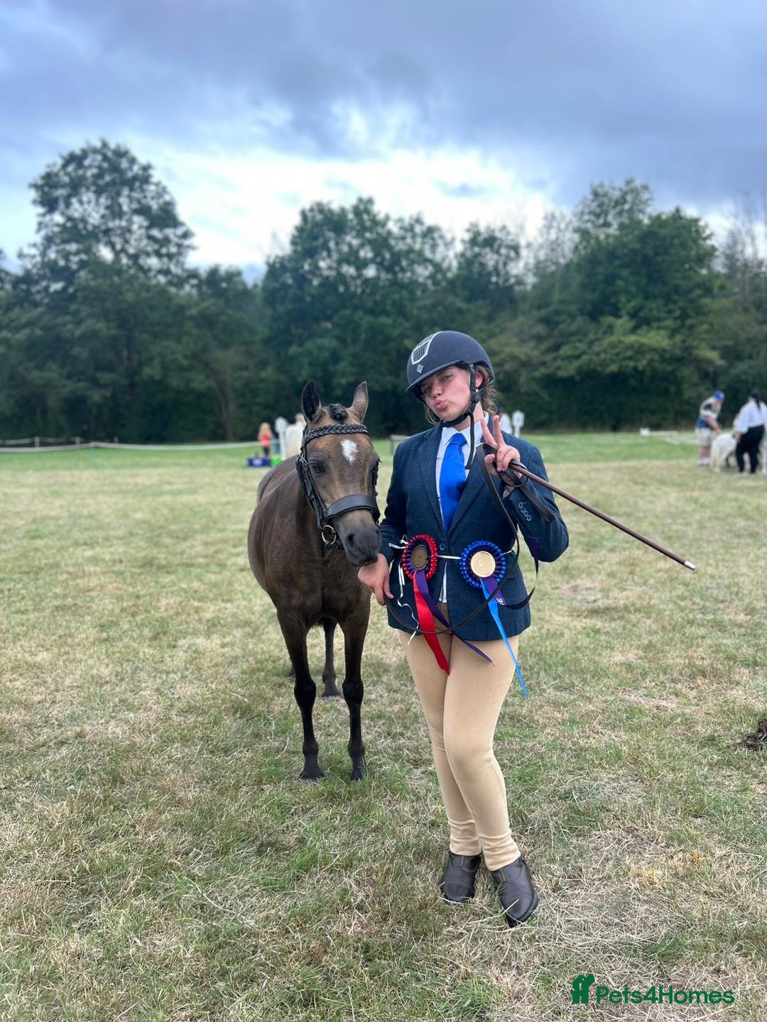 Welsh Section B horses for sale: sad sale of the most beautiful little dun mare! - Image 1