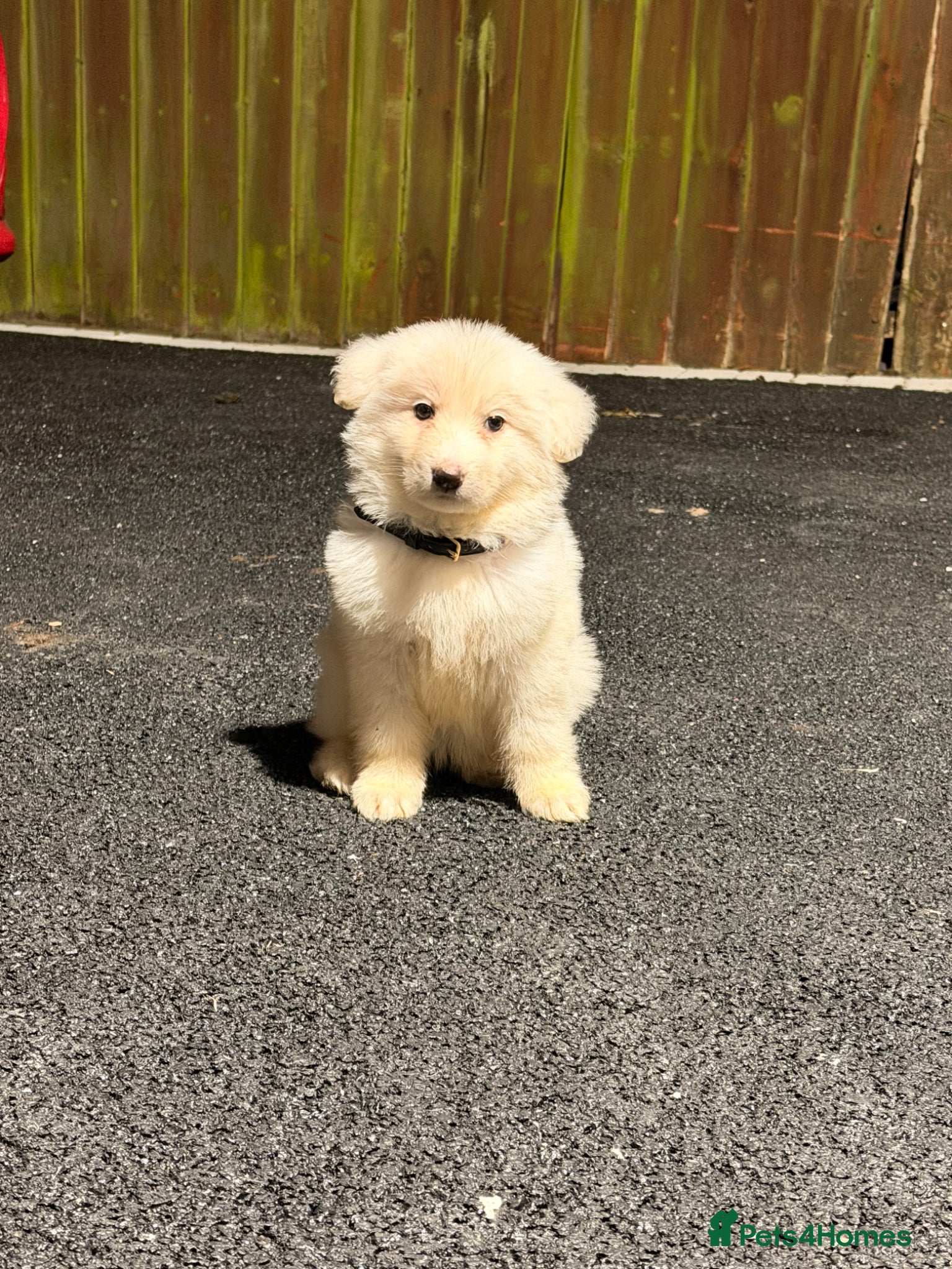 German Shepherd dogs ✨⭐️READY SUNDAY - KC REGISTERED GSD PUPS⭐️✨ - Advert 6