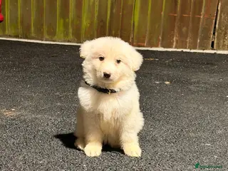 German Shepherd dogs ✨⭐️READY SUNDAY - KC REGISTERED GSD PUPS⭐️✨ - Advert 6