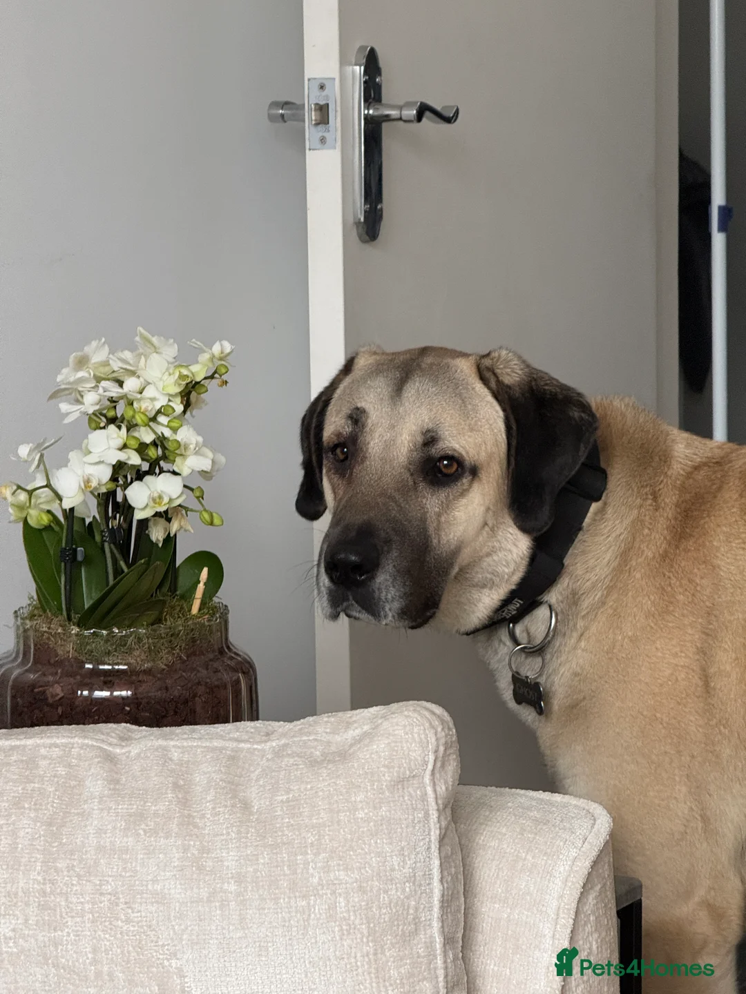 Turkish Kangal dogs for sale: Ghost Turkish kangal (she) - Advert 5