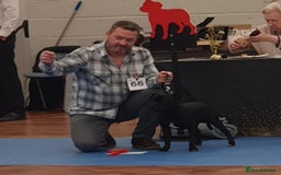 Staffordshire Bull Terrier dogs for stud: Black/Brindle and White Show quality Boy for Stud - Image 14