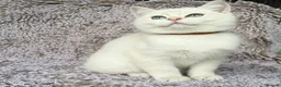 British Shorthair cats for sale: GCCF Gorgeous British Shorthair kittens  - Advert 9