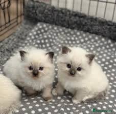 Ragdoll cats 3 healthy Ragdoll kittens in Glasgow - Advert 1