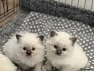 Ragdoll cats 3 healthy Ragdoll kittens in Glasgow - Advert 1