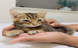 Mixed Breed cats for sale: Kittens ready to go - Image 23