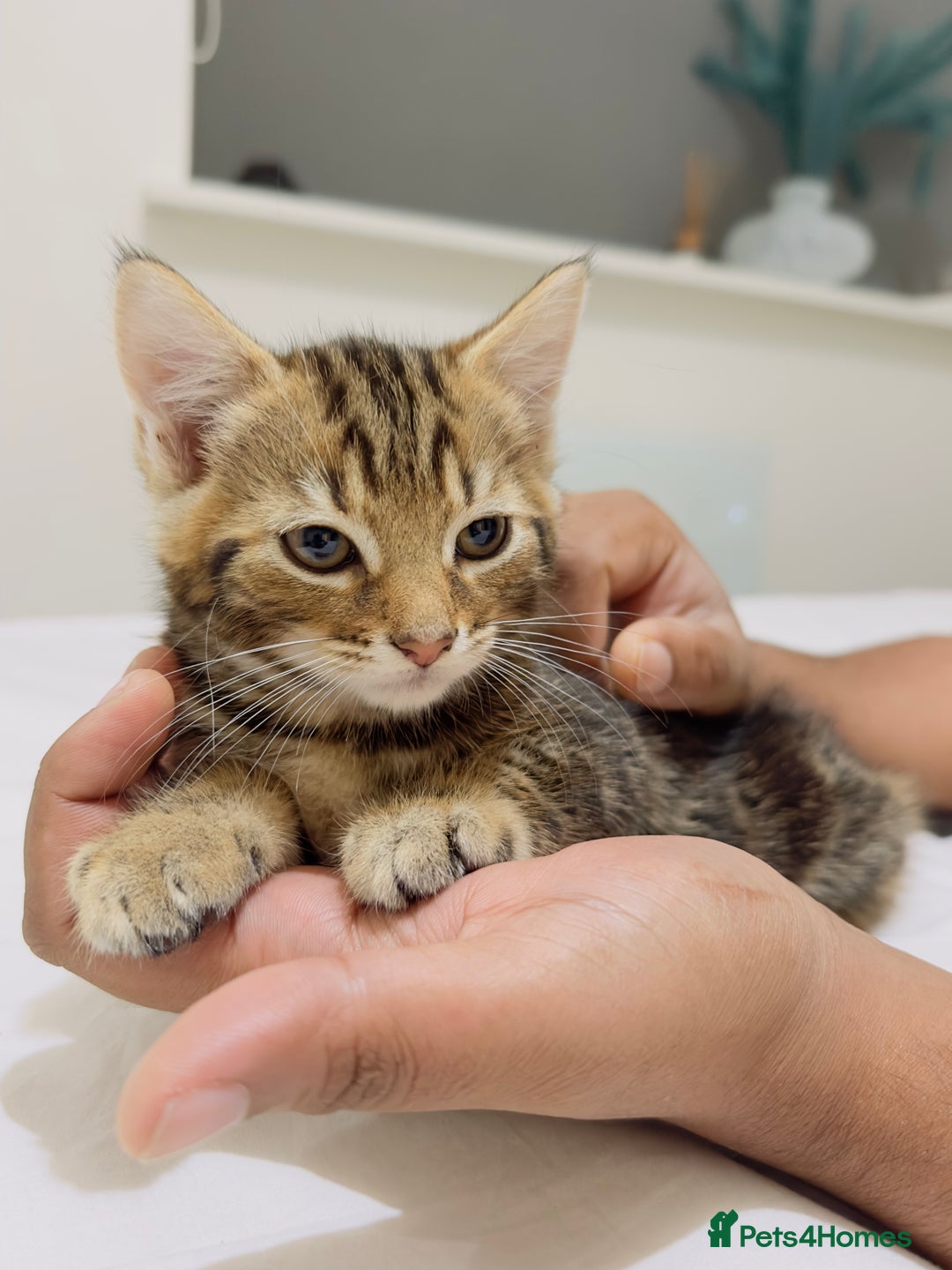 Mixed Breed cats for sale: Kittens ready to go - Image 23