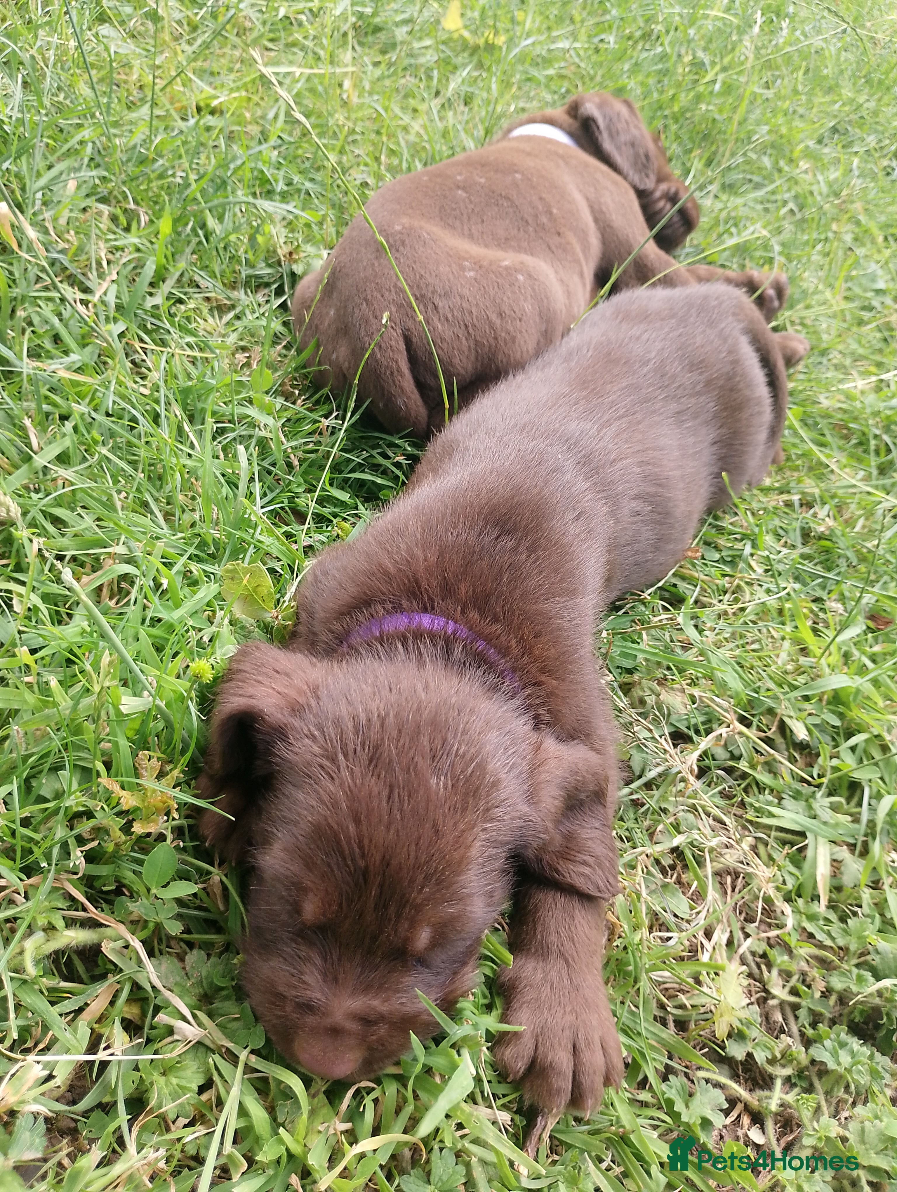 Mixed Breed dogs Chocolate puppies - Weim x WH Vizsla - Advert 2