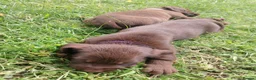 Mixed Breed dogs for sale: Chocolate puppies - Weim x WH Vizsla - Advert 2