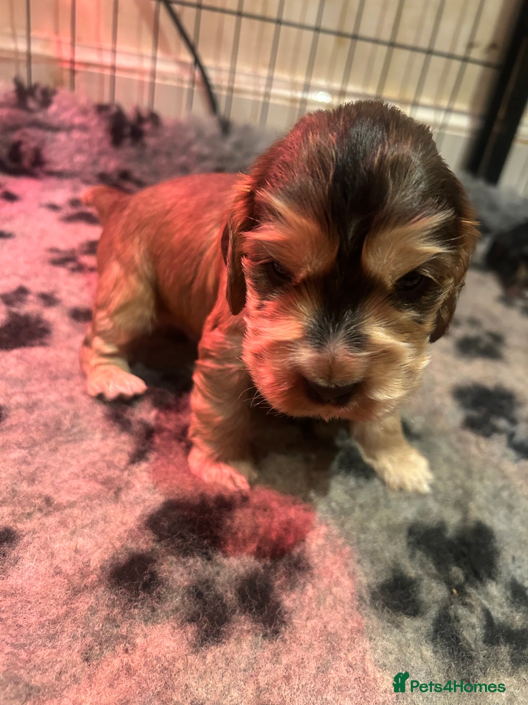 Cocker Spaniel dogs for sale: KC Reg Show Type Cocker Spaniel Puppies  - Advert 2