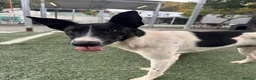 Mixed Breed dogs for adoption: WILF-1 yr old,  Mix Breed Boy with incredible ears in Hungerford - Advert 3