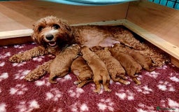 Cavapoo dogs for sale: Red cavapoo puppies - Image 8
