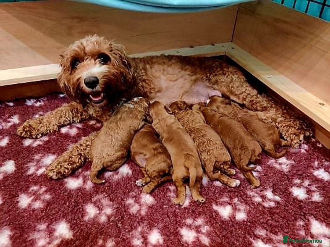 Cavapoo dogs for sale: Red cavapoo puppies - Image 8
