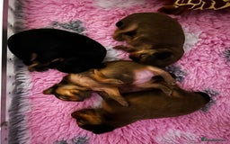 Russian Toy Terrier dogs for sale: Russian Toy puppies from show lines  - Image 12