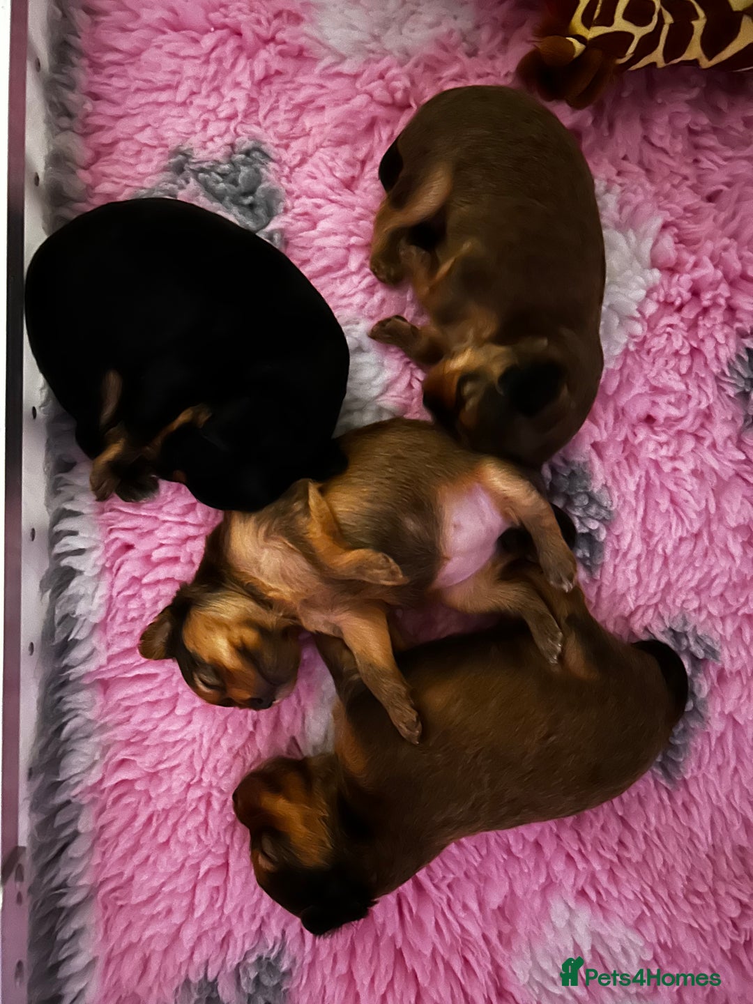 Russian Toy Terrier dogs for sale: Russian Toy puppies from show lines  - Advert 12