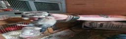 Ferret rodents for sale: Ferret Kits for sale - Advert 12
