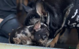 French Bulldog dogs for sale: 3 beautiful French bulldog puppies  - Image 6