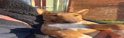 Miniature Bull terrier dogs for sale: Miniature bull terrier in Grantham - Advert 7