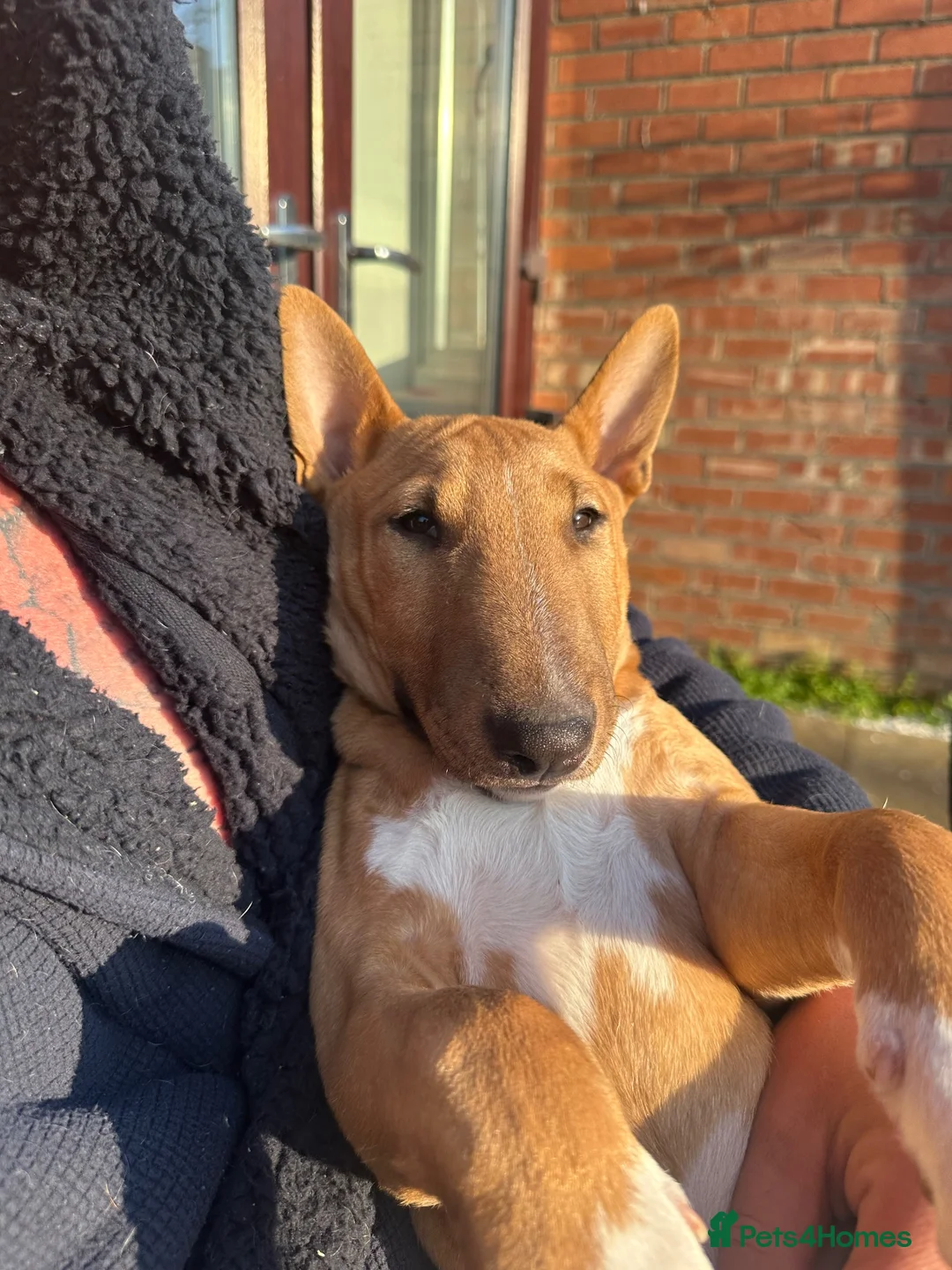 Miniature Bull terrier dogs for sale: Miniature bull terrier in Grantham - Advert 7