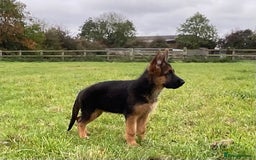 German Shepherd dogs for sale: 25 years experience breeding German Shepherds  - Image 11