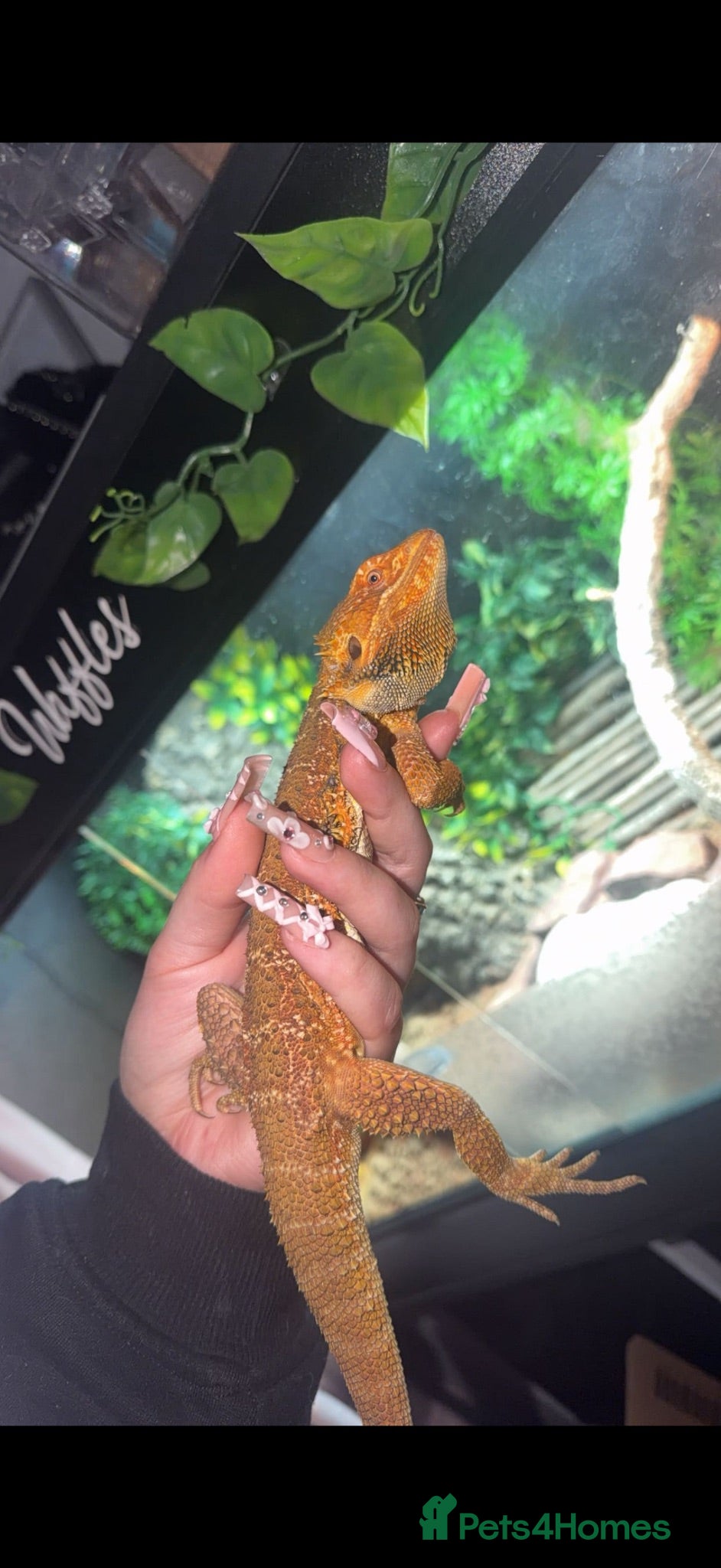 Bearded Dragon reptiles Waffles-Male bearded dragon and enclosure for sale - Advert 7