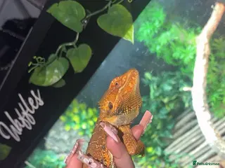 Bearded Dragon reptiles Waffles-Male bearded dragon and enclosure for sale - Advert 7