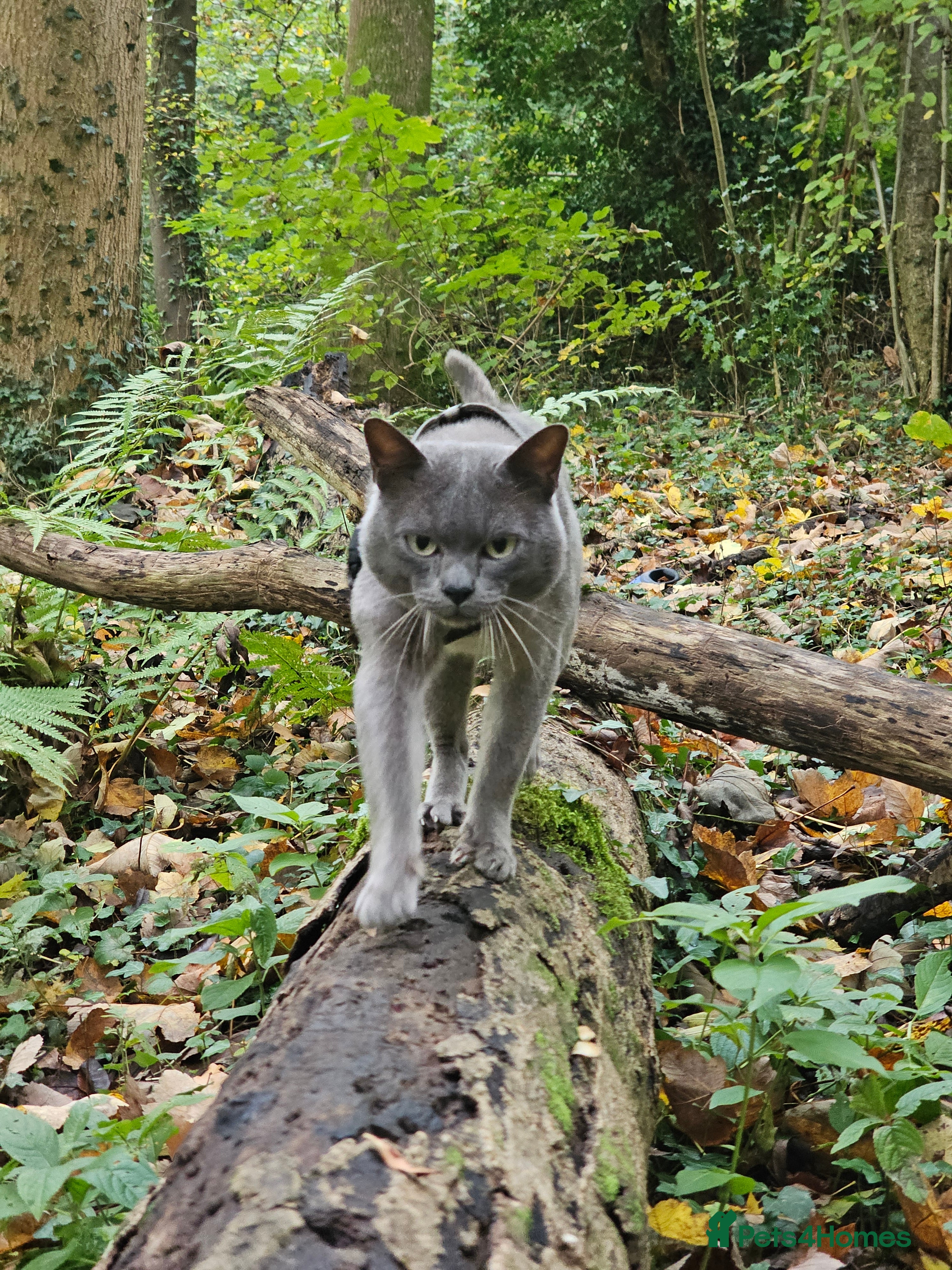 Burmese cats Midas and Oscar GCCF registered studs  - Advert 1