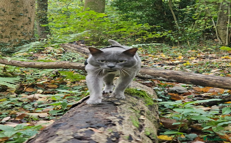 Burmese cats Midas and Oscar GCCF registered studs  - Advert 1