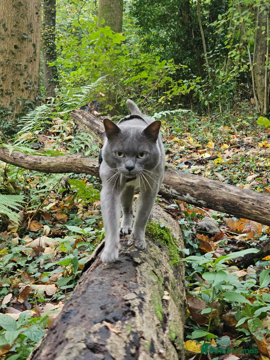 Burmese cats for stud: Midas and Oscar GCCF registered studs  - Advert 1