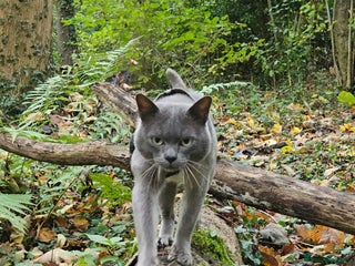 Burmese cats Midas and Oscar GCCF registered studs - Advert 1