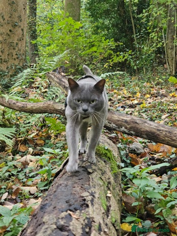 Burmese cats Midas and Oscar GCCF registered studs - Advert 1