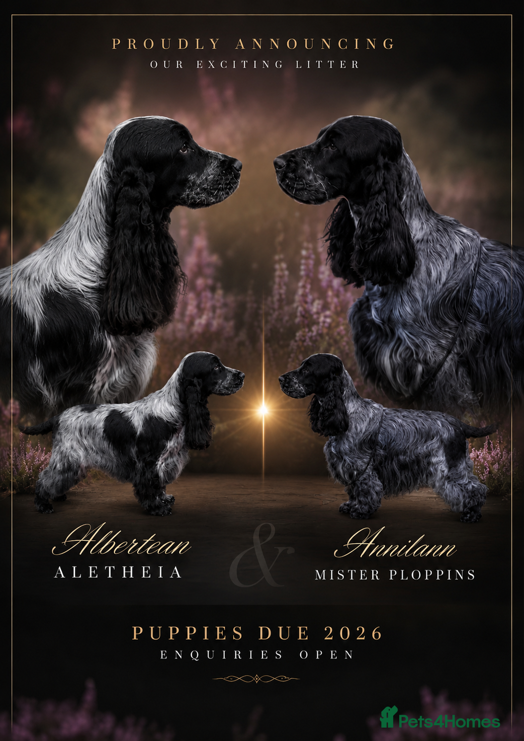 Cocker Spaniel dogs WAITLIST OPEN Show Cocker Spaniel Puppies  - Advert 1