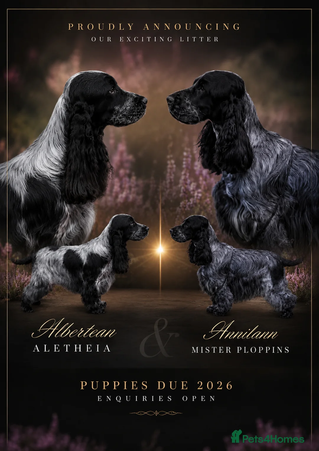 Cocker Spaniel dogs for sale: WAITLIST OPEN Show Cocker Spaniel Puppies  in Minehead - Advert 1