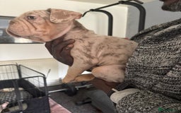 French Bulldog dogs for sale: Stunning boys  - Image 4