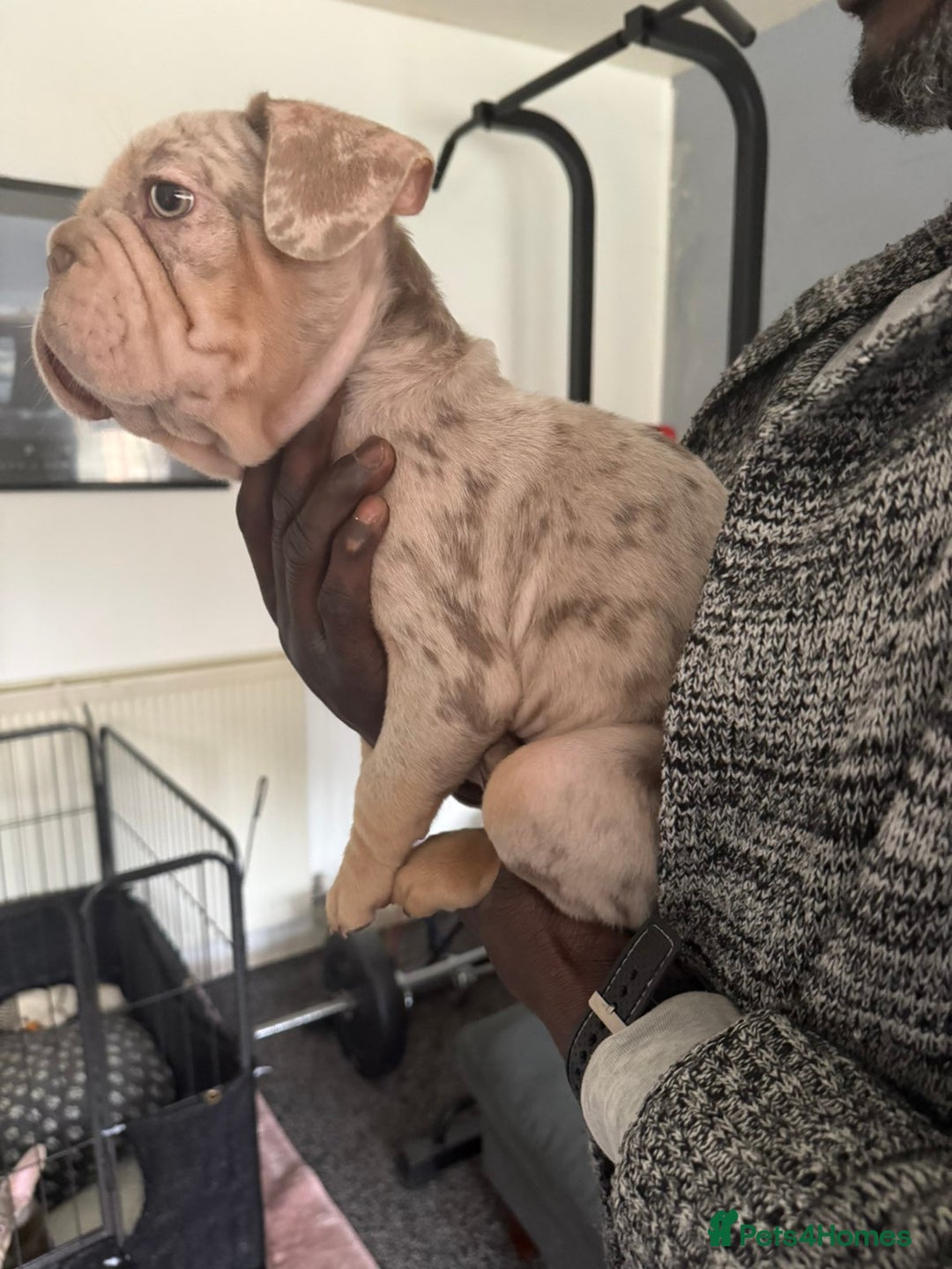 French Bulldog dogs for sale: Stunning boys  - Image 4
