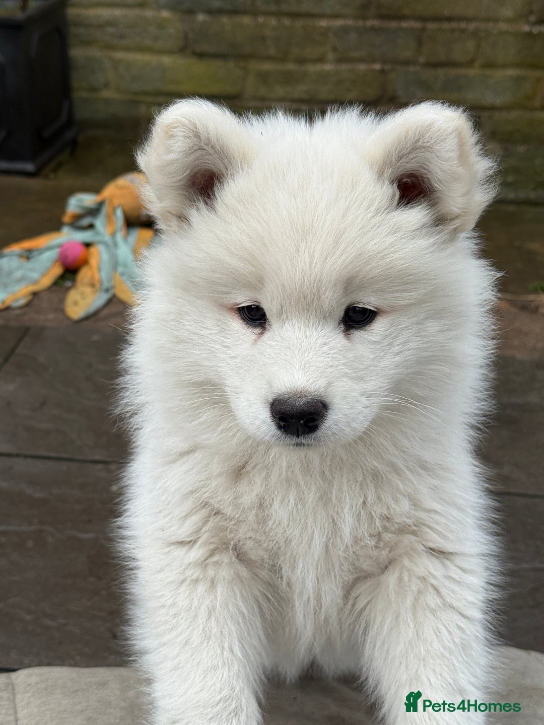 Dog Puppy Price Mini Samoyed For Sale Samsky Samoyed Husky Mix