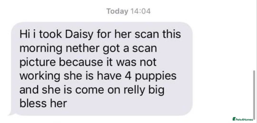 Yorkshire Terrier dogs for stud: Miniature experienced Yorkie STUD price 150 in Worcester - Advert 13