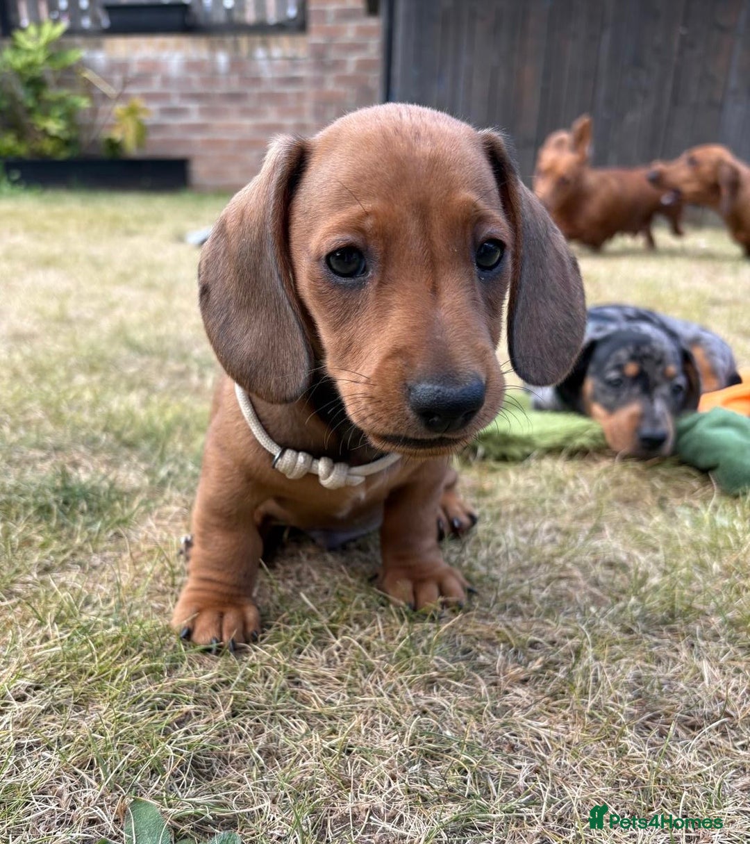 Miniature Dachshund dogs for sale: Almost ready to leave!Amazing Miniature Dachshunds in Doncaster - Image 10