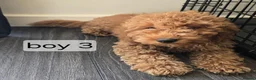 Cavapoo dogs for sale: BOYS ONLY cavapoo pups ready to leave  - Advert 4