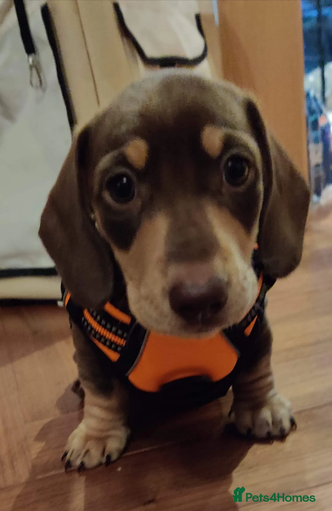 Dachshund dogs for stud: Harley (kleinartemis apollo) kc name  in Glasgow - Advert 9