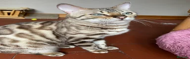 Bengal Kitten 2