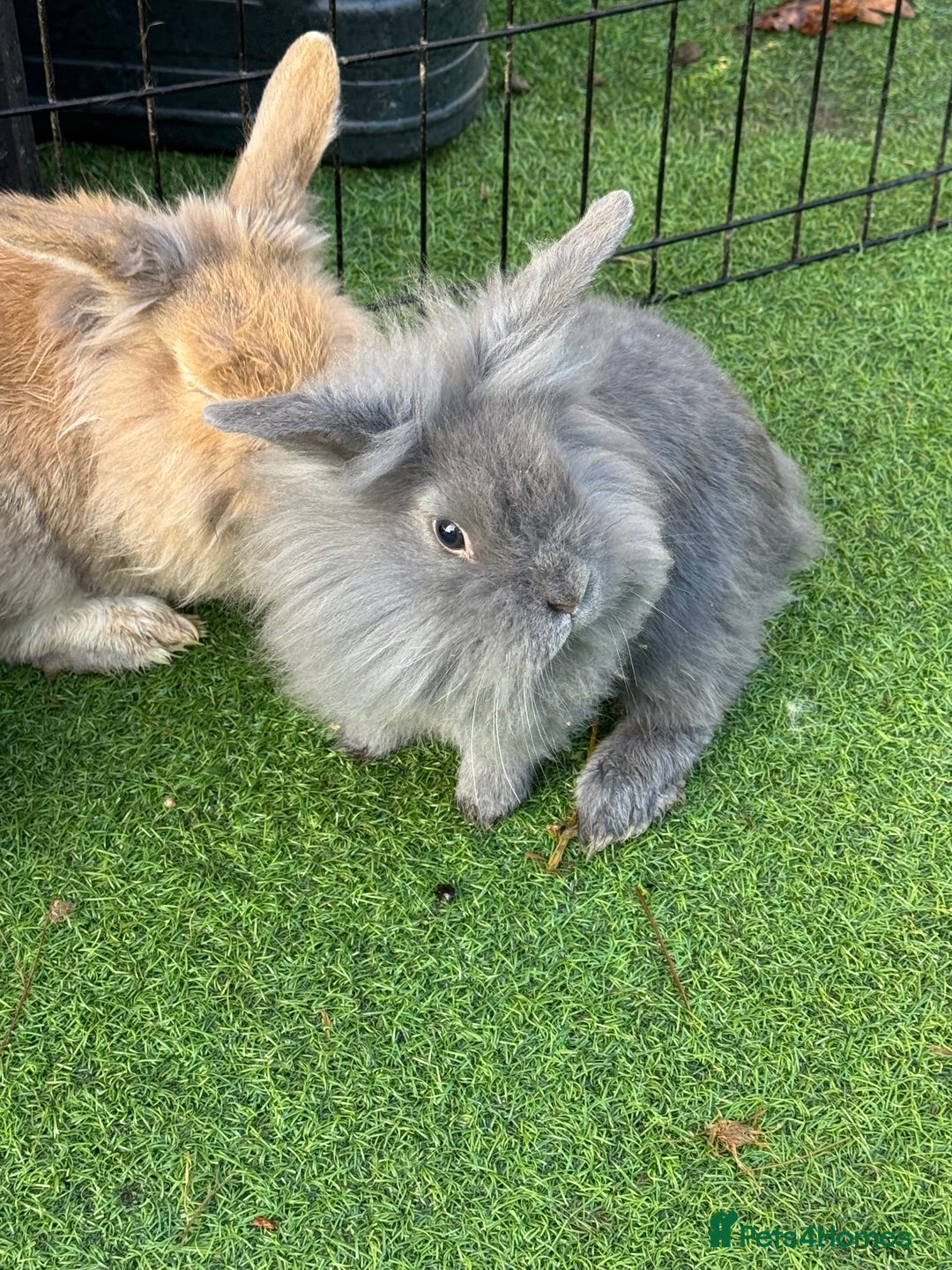 Mixed Breed rabbits for sale: Baby rabbits ready now  - Advert 14