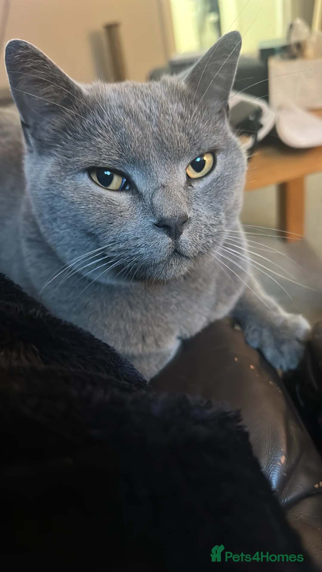 British Shorthair cats for sale: Male British Blue - Advert 2