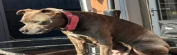 Staffordshire Bull Terrier dogs for sale: Beautiful chunky staffy pups ready to leave soon in Dudley - Advert 4