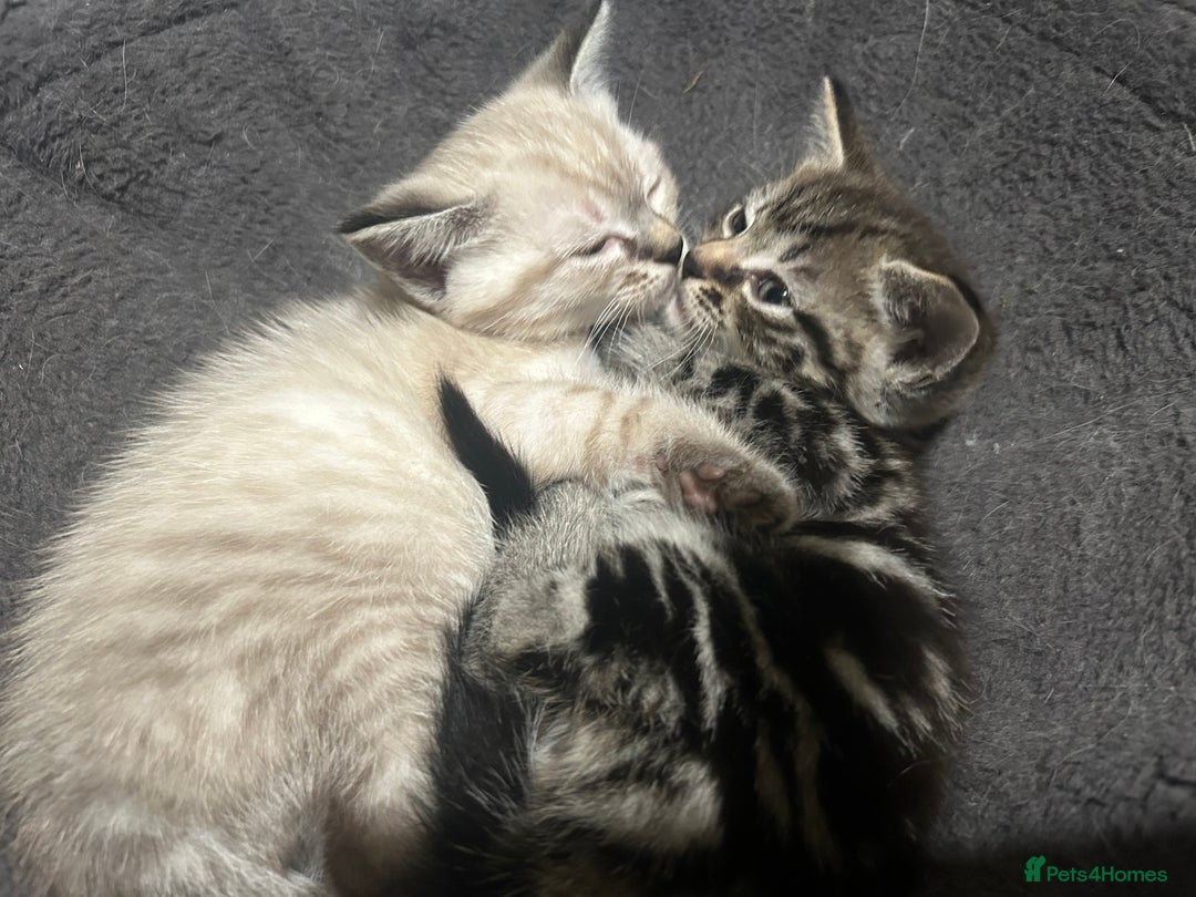 Birman cats for sale: Beautiful pedigree kittens for sale  - Image 10
