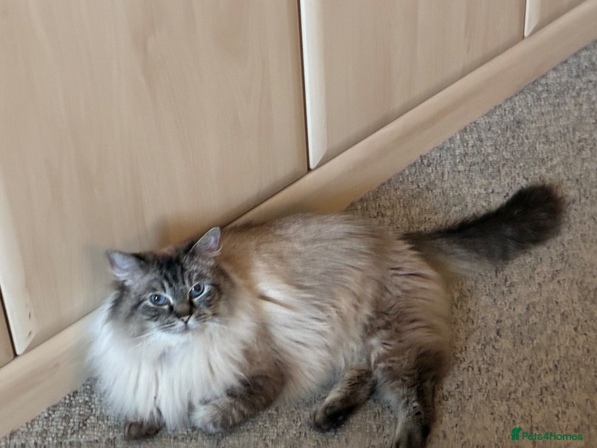 Ragdoll cats 🩵  **  Champion Blood GCCF Reg Ragdoll Kittens 🩵 - Advert 16