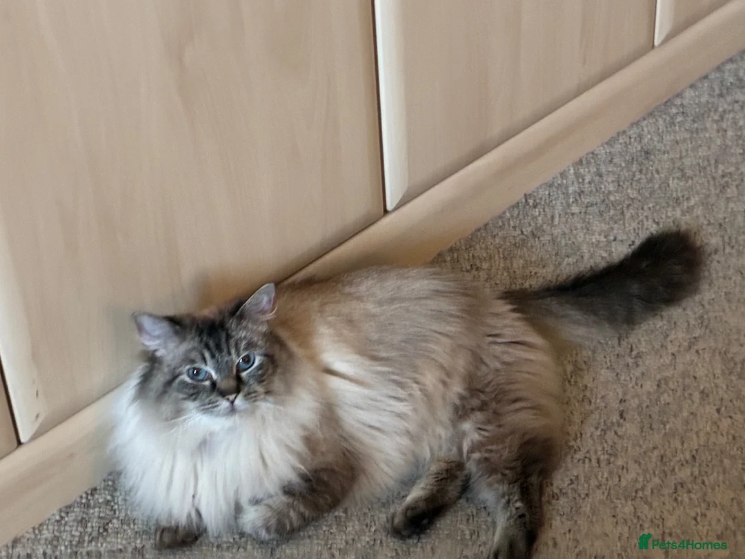 Ragdoll cats for sale: 🩵 Champion Blood GCCF Reg Ragdoll Kittens 🩵 - Advert 1