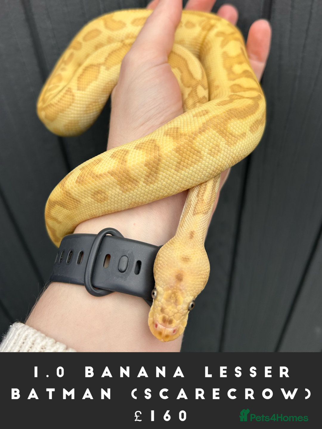 Python Snake reptiles for sale: Royal Pythons  - Image 3
