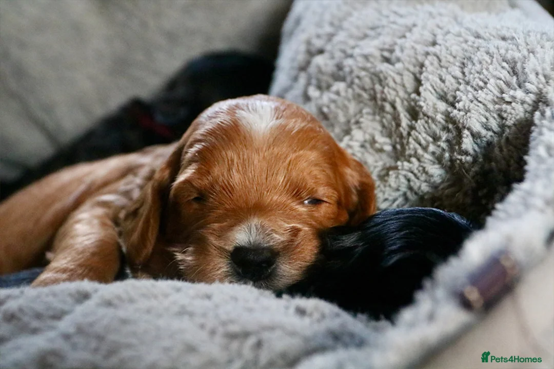 Cockapoo dogs for sale: Cockapoo Puppies for sale in Brighton - Advert 24