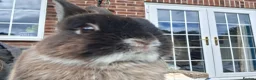 Netherland Dwarf rabbits for sale: MALE NETHERLAND DWARF 1 YEAR OLD in Bristol - Advert 8